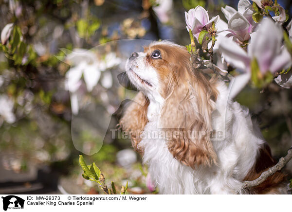 Cavalier King Charles Spaniel / Cavalier King Charles Spaniel / MW-29373