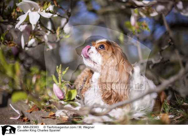 Cavalier King Charles Spaniel / Cavalier King Charles Spaniel / MW-29383