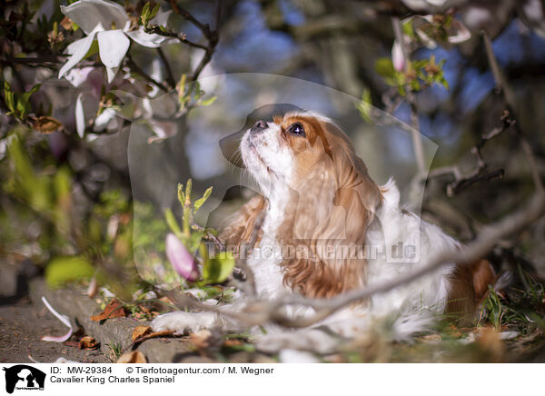 Cavalier King Charles Spaniel / Cavalier King Charles Spaniel / MW-29384