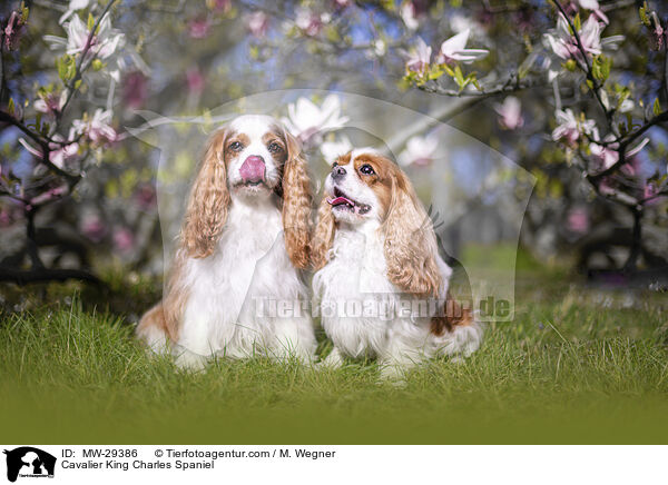 Cavalier King Charles Spaniel / Cavalier King Charles Spaniel / MW-29386