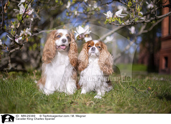 Cavalier King Charles Spaniel / Cavalier King Charles Spaniel / MW-29389