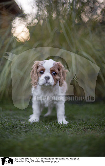 Cavalier King Charles Spaniel Welpe / Cavalier King Charles Spaniel puppy / MW-29632