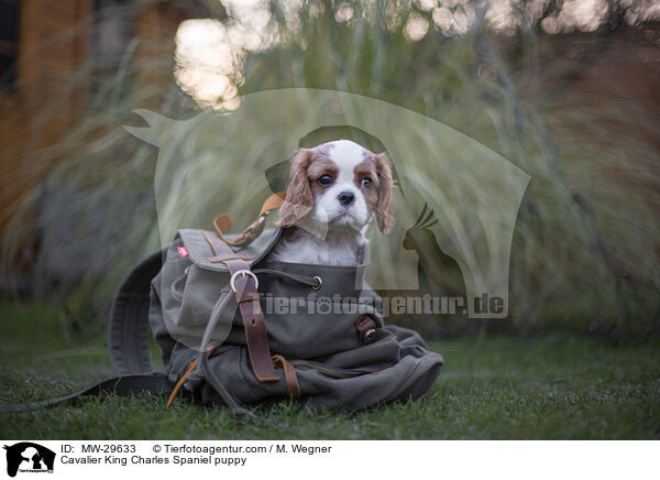 Cavalier King Charles Spaniel Welpe / Cavalier King Charles Spaniel puppy / MW-29633