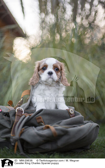 Cavalier King Charles Spaniel Welpe / Cavalier King Charles Spaniel puppy / MW-29638