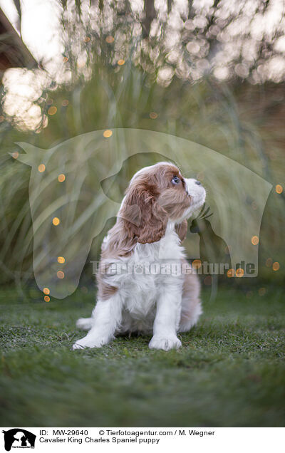 Cavalier King Charles Spaniel Welpe / Cavalier King Charles Spaniel puppy / MW-29640