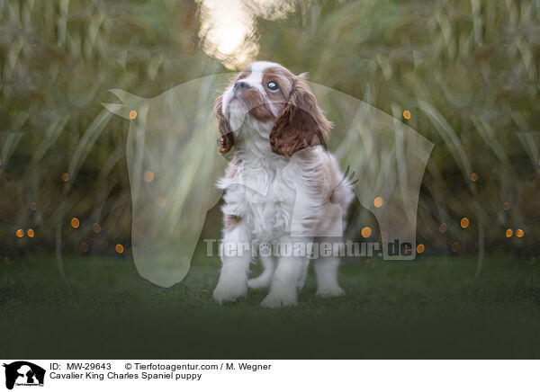 Cavalier King Charles Spaniel Welpe / Cavalier King Charles Spaniel puppy / MW-29643