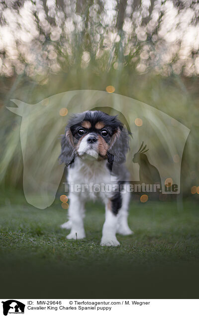 Cavalier King Charles Spaniel Welpe / Cavalier King Charles Spaniel puppy / MW-29646