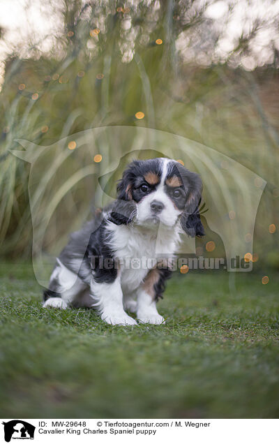 Cavalier King Charles Spaniel Welpe / Cavalier King Charles Spaniel puppy / MW-29648