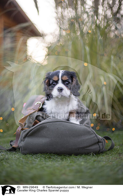 Cavalier King Charles Spaniel Welpe / Cavalier King Charles Spaniel puppy / MW-29649