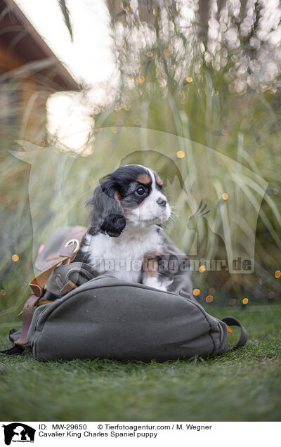 Cavalier King Charles Spaniel Welpe / Cavalier King Charles Spaniel puppy / MW-29650