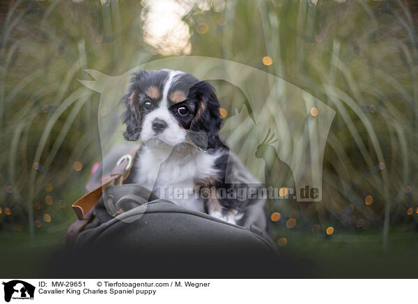 Cavalier King Charles Spaniel Welpe / Cavalier King Charles Spaniel puppy / MW-29651