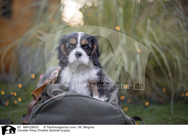 Cavalier King Charles Spaniel Welpe / Cavalier King Charles Spaniel puppy / MW-29652