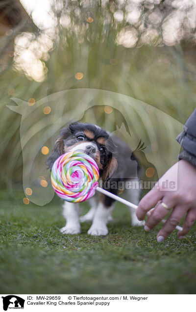 Cavalier King Charles Spaniel Welpe / Cavalier King Charles Spaniel puppy / MW-29659