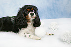 Cavalier King Charles Spaniel