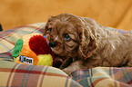 Cavalier Puppy