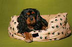 Cavalier King Charles Spaniel