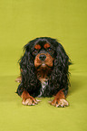 Cavalier King Charles Spaniel