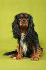 Cavalier King Charles Spaniel