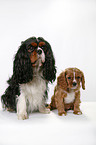 Cavalier King Charles Spaniels