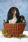 Cavalier King Charles Spaniels