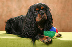 Cavalier King Charles Spaniel