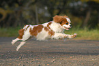 Cavalier King Charles Spaniel