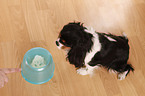 Cavalier King Charles Spaniel