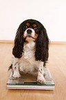 Cavalier King Charles Spaniel