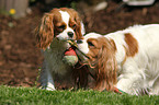 playing Cavalier King Charles Spaniel