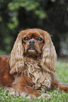 lying Cavalier King Charles Spaniel