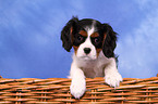 Cavalier King Charles Spaniel Puppy