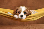 Cavalier King Charles Spaniel Puppy