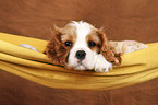 Cavalier King Charles Spaniel Puppy