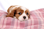 Cavalier King Charles Spaniel Puppy