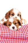 Cavalier King Charles Spaniel Puppies