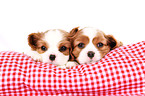 Cavalier King Charles Spaniel Puppies