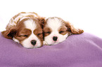 Cavalier King Charles Spaniel Puppies