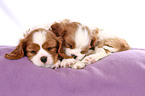 Cavalier King Charles Spaniel Puppies