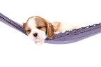 Cavalier King Charles Spaniel Puppy