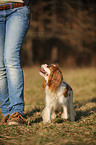 walking Cavalier King Charles Spaniel