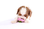 Cavalier King Charles Spaniel Puppy