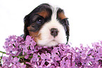 Cavalier King Charles Spaniel Puppy