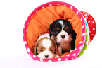 Cavalier King Charles Spaniel Puppies