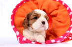 Cavalier King Charles Spaniel Puppy