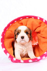 Cavalier King Charles Spaniel Puppy