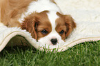 Cavalier King Charles Spaniel Puppy