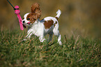 Cavalier King Charles Spaniel Puppy