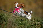 Cavalier King Charles Spaniel Puppy