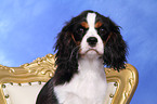 young Cavalier King Charles Spaniel