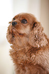 Cavalier King Charles Spaniel